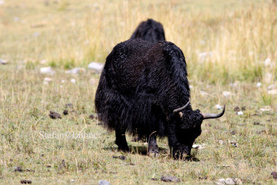 Shoulder height may reach 2 meters, hump is much bigger, long hairs only on chest and abdomen.