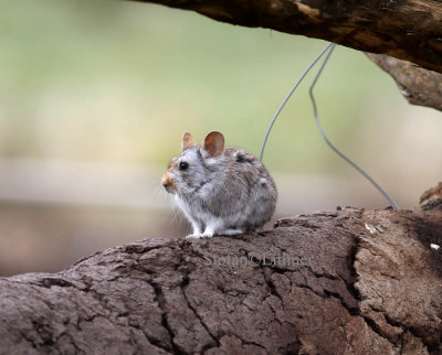 This pika inhabits remote areas unlikely to be affected by human activity. Yet thrives among human settlements in such areas.