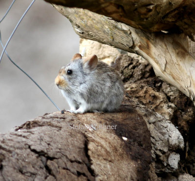 Glover´s pika on mud- or dung-wall.