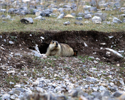 Himalayan marmot (Marmota himalayana) is one of four species of marmots occurring in China, all geographically separated.