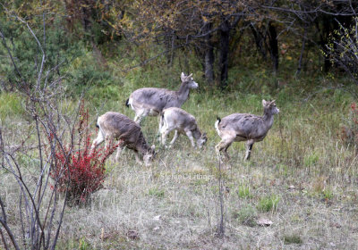 The bharal is thiving well in the moutaneous central Asia from 2500 to 5500 metres a s l.