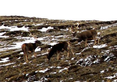 Its habitat consists of coniferous forests and grasslands between 3400 and 5100 meters a s l.