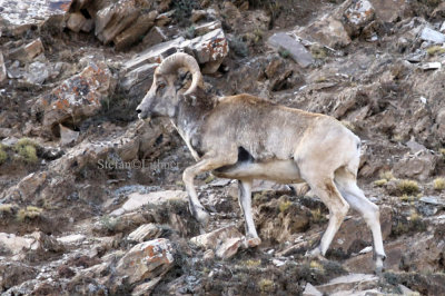 It inhabits mountains, steppe valleys, rocky outcrops and also deserts from 3000 to 5500 meters a s l.