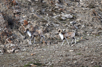 Its major threats are overhunting incl poaching (for meat),