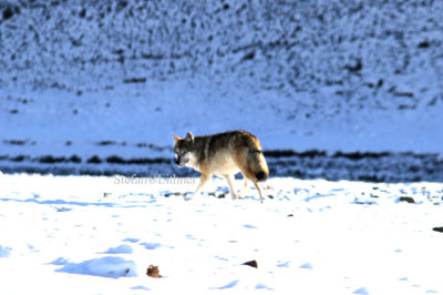 The genus Canis is known to hold some species very similar to each other.