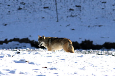 Tibetan wolf (Canis lupus chanco)