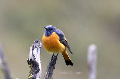 Blue-fronted redstart (Phoenicurus frontalis)