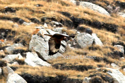 Upland buzzard (Buteo hemilasius)