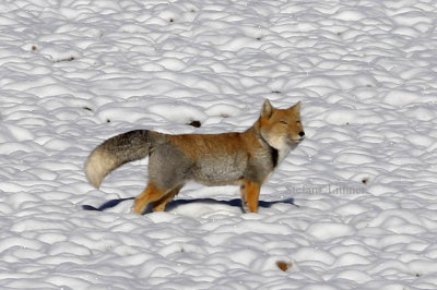 Tibetan fox (Vulpes ferrlata) is widespread on the steppes and semi-deserts on the Tibetan Plateau (IUCN)