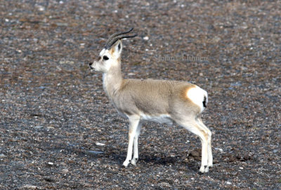 Tibetan gazelle (Procapra picticaudata). Only about one percent of its didtribution-area lies outside China; Ladakh and Sikkim