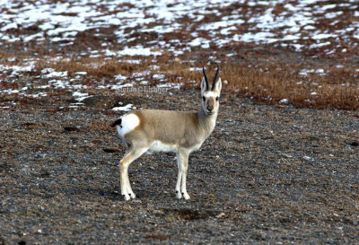 Tibetan gazelle (Procapra picticaudata). It is found up to 5750 metres a.s.l.