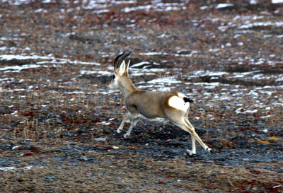 Tibetan gazelle (Procapra picticaudata). The population is declining.