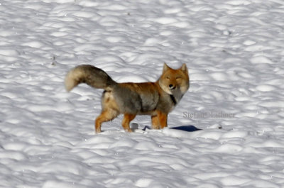 Tibetan fox (Vulpes ferrlata) is also found in northern India and Nepal between 2500 and 5200 metres a.s.l.