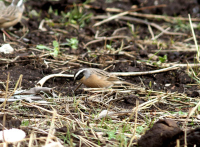 Brown accentor (Prunella fulvescens)