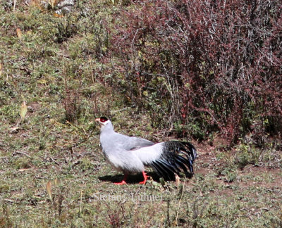 White-eared pheasant (Crossoptilon crossoptilon)