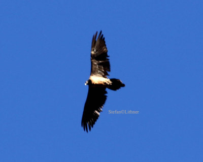 Lammergeier (Gypaetus barbatus)