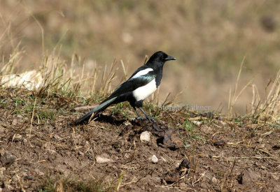 Tibetan magpie (Pica (pica) tibetana