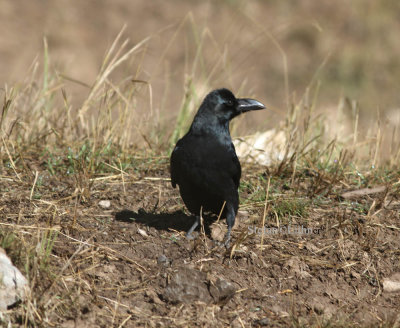 Large-billed crow ( Corvus dauuricus) 