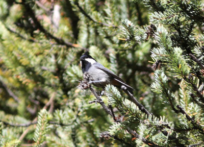 Rufous-vented tit (Parus rubidiventris)