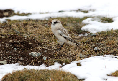 White-rumped snowfinch (Pyrgilauda taczanowski)