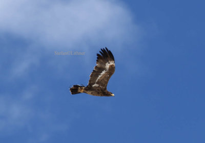 Steppe eagle (Aquilq nipalensis)