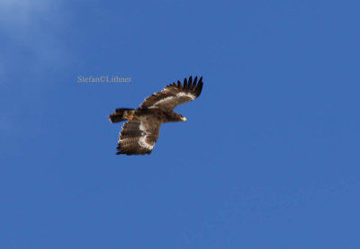 Steppe eagle (Aquilq nipalensis)