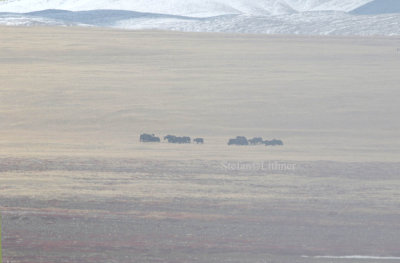 Heard of wild yaks (Bos mutus)