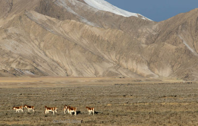 Kiang (Equus kiang)