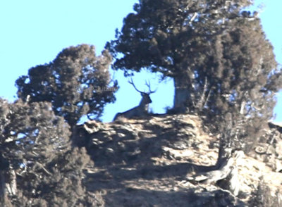 ... recognized. IUCN states: “Further investigations need to be conducted (See trip report p. 28)