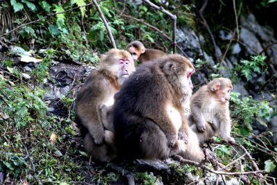 Tibetan macaque (Macaca tibetana)