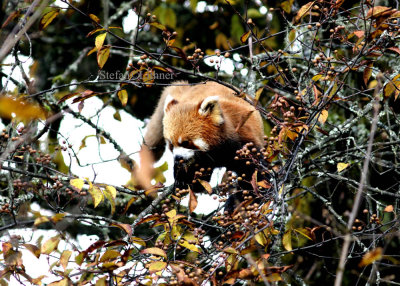 red panda (Ailurus fulgens)