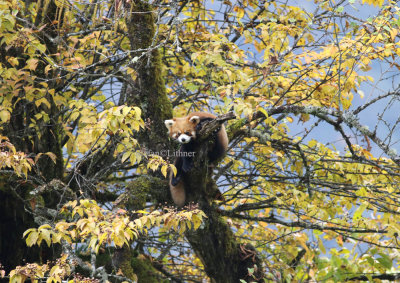 red panda (Ailurus fulgens)