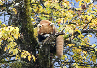 red panda (Ailurus fulgens)