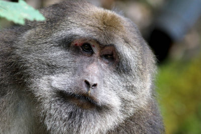 Tibetan macaque (Macaca tibetana) mature male possibly contemplating one of his females behaviour. (See trip report)