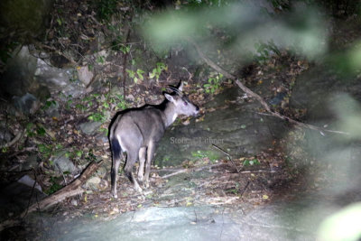 Chinese goral (Naemorhedus griseus)