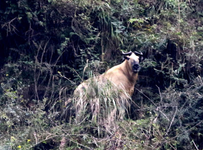 Takin occurs in four subspecies in four areas not overlapping.