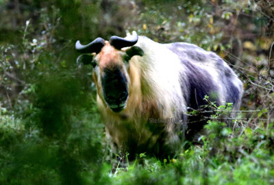 ... but can also be brownish, pale with a pinkish tinge or with a beige tinges.