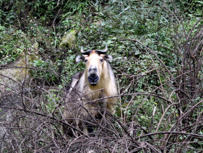 Best way to assess what subspecies it is, is to study where you are. (See trip report p 29)