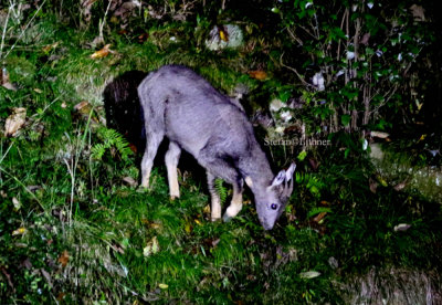Chinese goral (Naemorhedus griseus)