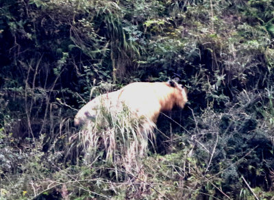 At least two of the subspecies; golden and Sichuan takins occur in various skin-colour. They can be golden ...