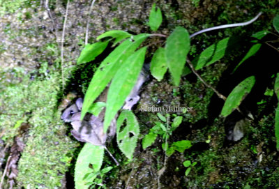 Confusian niviventer (Niviventer confucianus). (See trip report pp 23-24).