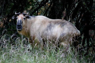 According to Smith & Yan Xie it may reach a weight of 600 kilograms,making it the biggest goat-relative (Caprinae) in the world.