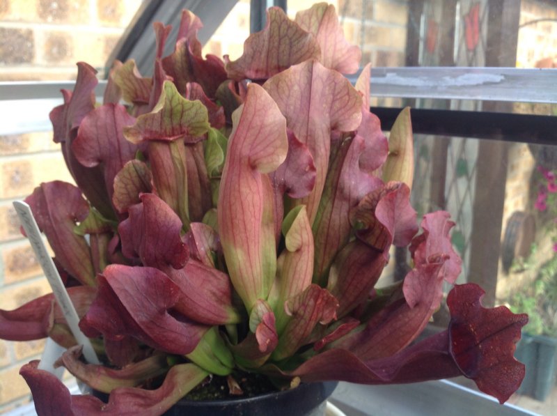 Sarracenia chelsonii