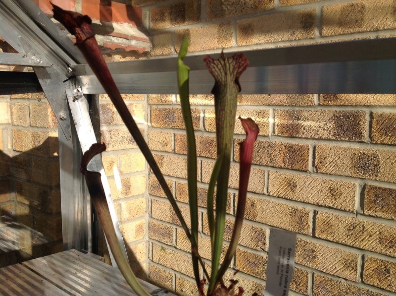 Sarracenia rubra ssp.Gulfensis Yellow river N Florida from wild seed