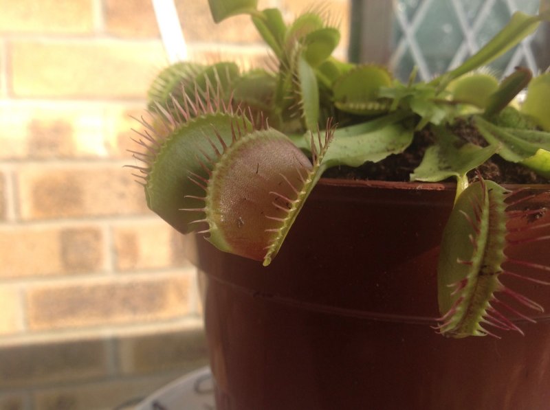 Dionaea Muscipula Venus Fly Trap