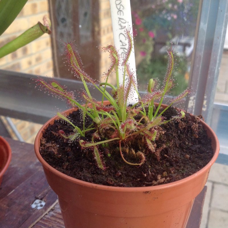 Drosera capenis Cape Sundew