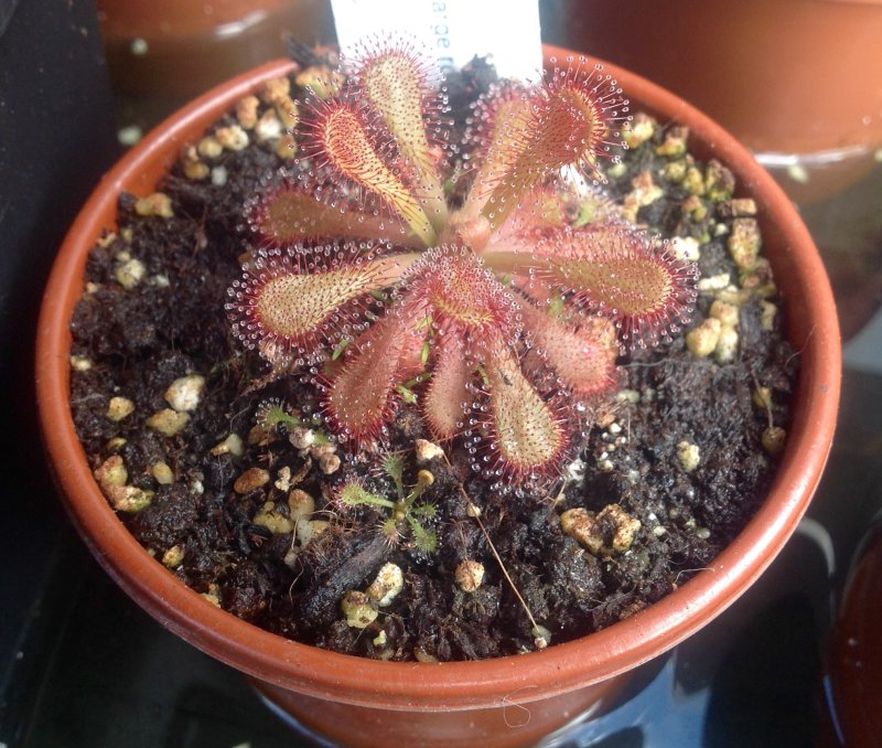 Drosera venusta