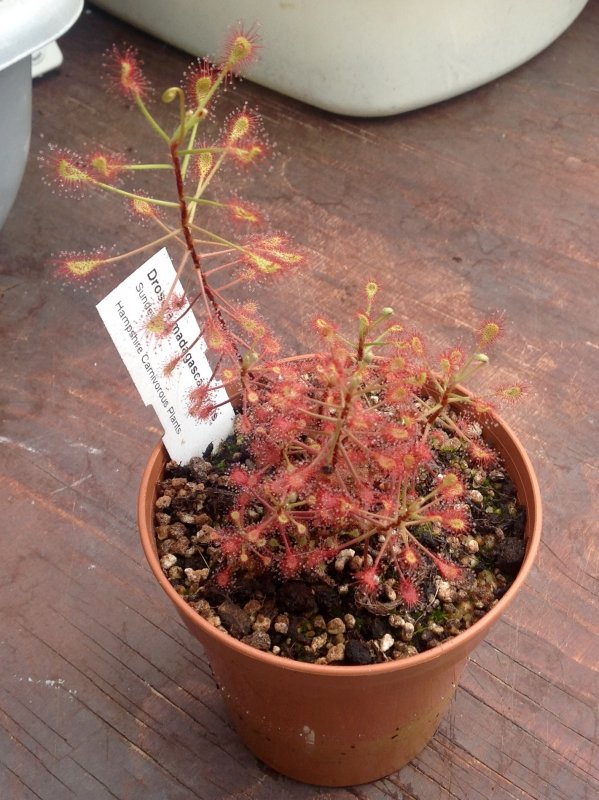 Drosera madagascariensis