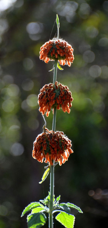 Lions Tail (Leonotis nepetifolia)