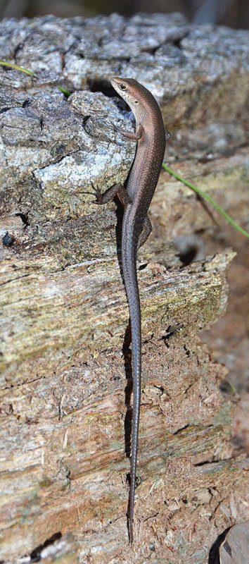 skink